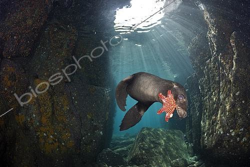 Biosphoto | 2615595 | California sea lion, (Zalophus californianus), playing with seastar, Los Islotes, Sea of Cortez, Baja California, Mexico, East Pacific Ocean | &copy; Franco Banfi / Biosphoto