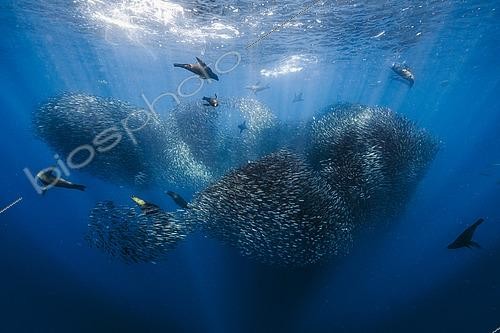 Biosphoto | 2597330 | California sea lions (Zalophus californianus) hunting a shoal of South American pilchards (Sardinops sagax), west coast of the Baja California peninsula, Pacific Ocean, Mexico. Gold Medal - DPG Masters Underwater Imaging Competition | &copy; Fabien Michenet / Biosphoto