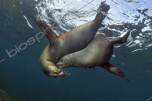Biosphoto | 1134800 | Californian Sea Lions playing in the Sea of Cortez Mexico | &copy; Bruno Guénard / Biosphoto