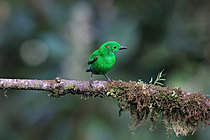 Biosphoto | 2621628 | Calliste étincelant (Chlorochrysa phoenicotis) sur une branche en forêt humide de montagne. Choco Andino. Equateur. Amérique du Sud | &copy; Brigitte Marcon / Biosphoto