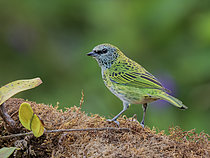Biosphoto | 2608925 | Calliste syacou (Ixothraupis punctata), route de Manu, Pérou | &copy; Ignacio Yufera / Biosphoto