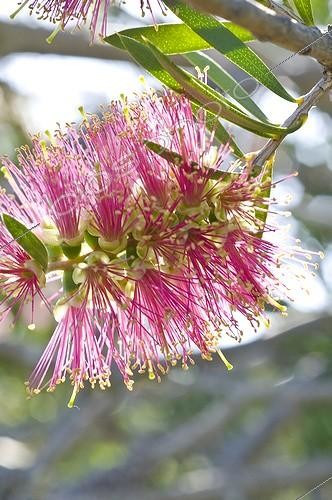 Biosphoto | 2034158 | Callistemon en fleur dans un jardin méditerranéen | &copy; Marc Chatelain / Biosphoto