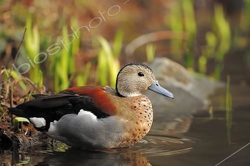 Biosphoto | 2403002 | Callonette à collier noir (Callonetta leucophrys), mâle échappé de captivité, Rhénanie-du-Nord–Westphalie, Allemagne | &copy; Christian Hütter / imageBROKER / Biosphoto
