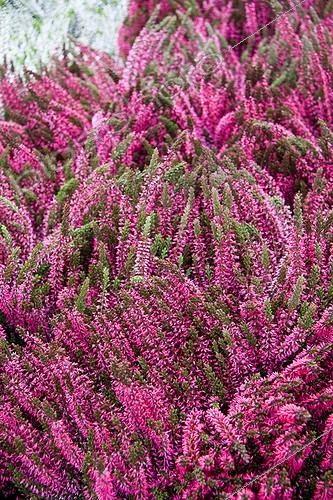 Biosphoto | 1490432 | Callune-fause-bruyère 'Angie' en fleur dans un jardin | &copy; Lamontagne / Biosphoto