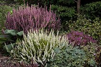 Biosphoto | 1249944 | Callune-fausse-bruyère dans un jardin biologique | &copy; NouN / Biosphoto