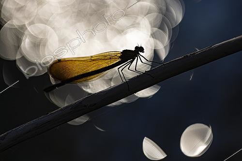 Biosphoto | 2628363 | Caloptéryx vierge (Calopteryx virgo) femelle en contre-jour, Die, Drôme, France | &copy; Philippe Lebeaux / Biosphoto