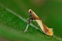 Biosphoto | 2609796 | Caloptilia (Caloptilia alchimiella) Imago de 5mm de long dans sa position dressée caractéristique du genre, Chenilles sur chênes, Plédéliac,Côtes-d'Armor, Bretagne, France | &copy; Dominique Halleux / Biosphoto