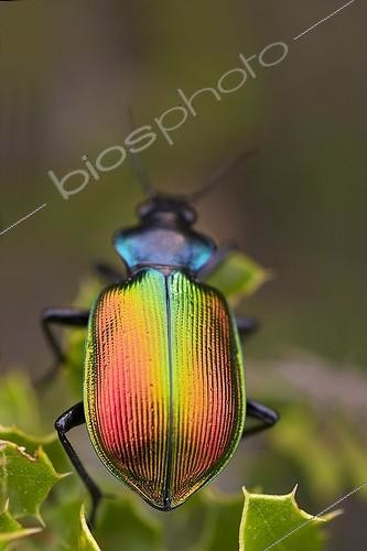 Biosphoto | 529821 | Calosome sycophante sur Chêne kermès | &copy; Serge Tollari / Biosphoto