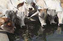 Biosphoto | 2598072 | Calves drinking water, Kutch, Gujarat, India, Asia | &copy; dad fotos / imageBROKER / Biosphoto