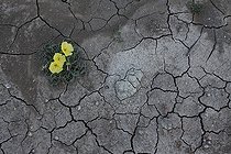 Biosphoto | 1261045 | Calylophus jaune en fleurs sur terre craquelée Sud Texas USA | &copy; Cyril Ruoso / Biosphoto