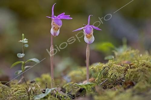 Biosphoto | 1536128 | Calypso Orchid or Venus Slipper (Calypso bulbosa), Oulanka National Park, Finland, Europe | &copy; Franz Christoph Robiller / imageBROKER / Biosphoto