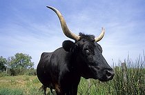Biosphoto | 1254854 | Camargue cattle France | &copy; Sylvain Cordier / Biosphoto