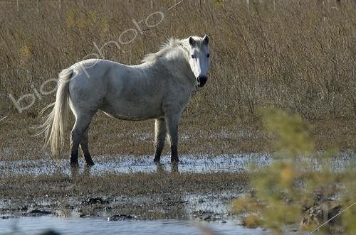 Biosphoto | 1946994 | Camargue horse in the swamp - PNR Camargue France | &copy; Hervé Chellé  / Biosphoto