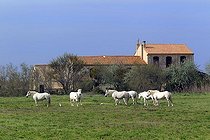 Biosphoto | 1607731 | Camargue horses (Equus caballus), Saintes-Marie-de-la-Mer, Camargue, France, Europe | © Jspix / imageBROKER / Biosphoto