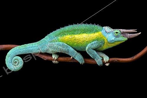 Biosphoto | 2064106 | Caméléon de Jackson (Trioceros jacksonii jacksonii), mâle | &copy; Matthijs Kuijpers / Biosphoto
