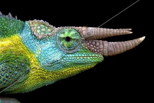 Biosphoto | 2064104 | Caméléon de Jackson (Trioceros jacksonii), Kenya | &copy; Matthijs Kuijpers / Biosphoto