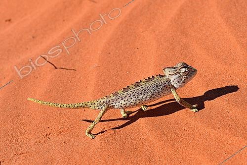 Biosphoto | 2622881 | Caméléon namaqua (Chamaeleo namaquensis) sur le sable, Namibie | &copy; Michel Bureau / Biosphoto