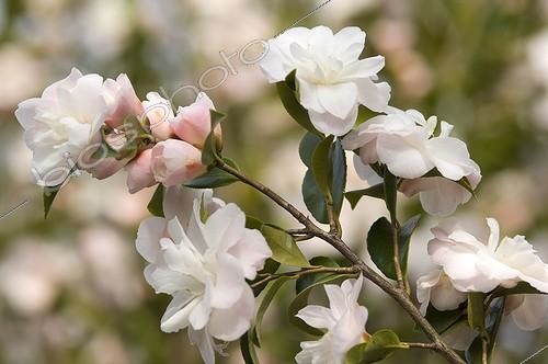 Biosphoto | 1025457 | Camélia 'Cinnamon Cindy' en fleur dans un jardin | &copy; Alexandre Petzold / Biosphoto