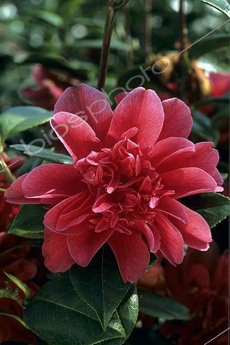 Biosphoto | 1833412 | Camellia 'Mark Alan' in bloom in a garden  | &copy; Jean-Louis Le Moigne / Biosphoto