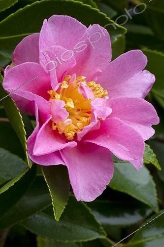Biosphoto | 2075745 | Camellia 'Showa-no-Sakae' in bloom | &copy; Frédéric Tournay / Biosphoto