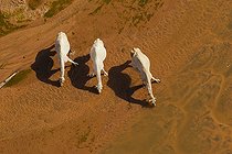 Biosphoto | 1381397 | Camels drinking in the Chalbi Desert in Kenya | &copy; Martin Harvey / Biosphoto