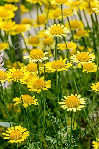 Biosphoto | 2145498 | Camomille des teinturiers en fleur dans un jardin | &copy; Alain Kubacsi / Biosphoto