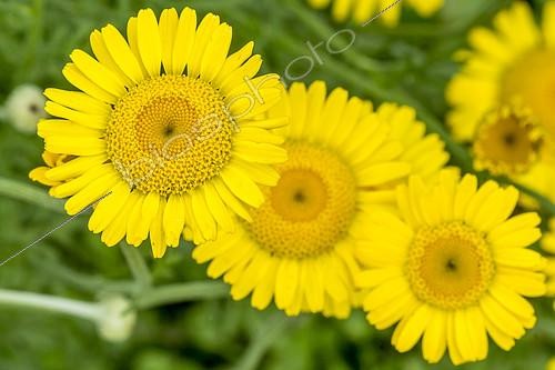 Biosphoto | 2149658 | Camomille des teinturiers en fleur dans un jardin | &copy; Alain Kubacsi / Biosphoto