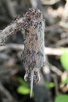 Biosphoto | 1236099 | Campagnol empalé par une pie grièche écorcheur Hongrie | &copy; Jean-François Noblet / Biosphoto