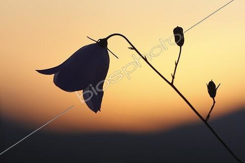 Biosphoto | 945151 | Campanule à feuilles rondes au crépuscule France | &copy; Thierry Reminiac / Biosphoto
