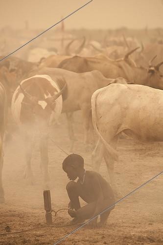 Biosphoto | 1266179 | Campement pour le bétail de Nuer au sud Soudan ; Pendant une Habub, une tempête de sable venant du Sahara, la partie nord du pays | &copy; Michel Laplace-Toulouse / Biosphoto