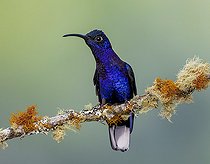 Biosphoto | 2518916 | Campyloptère violet (Campylopterus hemileucurus) mâle sur une branche, Chiriqui, Panama | &copy; Ignacio Yufera / Biosphoto