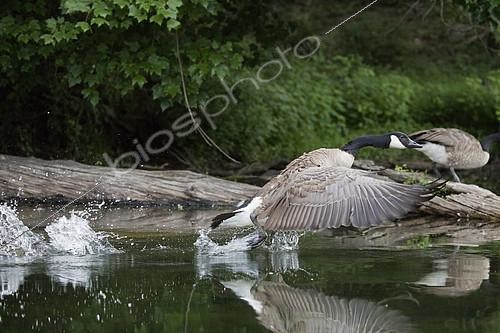 Biosphoto | 2130870 | Canada goose, Branta canadensis, taking off on lake, Maryland | &copy; John Cancalosi / Biosphoto