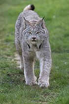 Biosphoto | 2395083 | Canada lynx (Lynx canadensis) walking on grass | &copy; Jean-François Noblet / Biosphoto