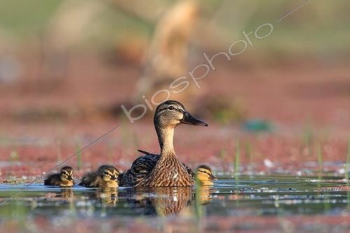Biosphoto | 754074 | Canard Chipeau et jeunes nageant Lac Kerkini Grèce | &copy; Pierre Huguet-Dubief / Biosphoto