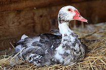 Biosphoto | 2546856 | Canard de Barbarie couché dans la paille | &copy; Eric Guilloret / Biosphoto