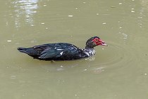 Biosphoto | 2586651 | Canard de Barbarie domestique mâle nageant sur une rivière, Gers, France | &copy; Marie Aymerez / Biosphoto