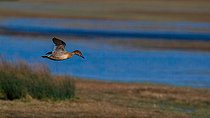 Biosphoto | 2579549 | Canard pilet (Anas acuta) femelle en vol au dessus d'un marais, Grande Brière, France | &copy; Emile Barbelette / Biosphoto