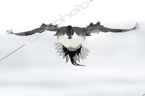 Biosphoto | 1470192 | Canard pilet mâle en vol France | &copy; Thierry Vezon / Biosphoto