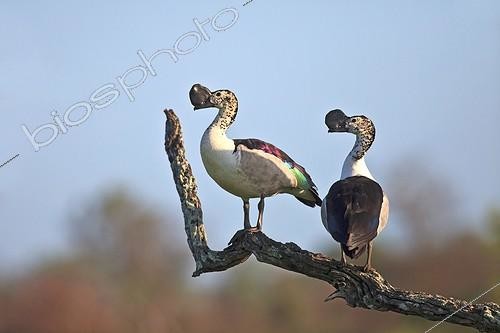 Biosphoto | 1341259 | Canards à bosse sur une branche PN Kruger RSA | &copy; Alain Mafart-Renodier / Biosphoto