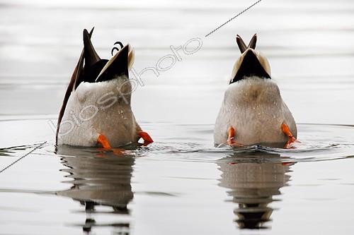 Biosphoto | 2403003 | Canards colverts (Anas platyrhynchos) plongeant la tête sous l'eau, Bavière, Allemagne | &copy; Heinz Schmidbauer / imageBROKER / Biosphoto