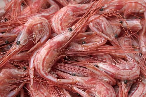 Biosphoto | 2609465 | Canarian gastronomy, stewed shrimp. Professional fishing sector. Artisanal fishing with cages for shrimp (Plesionika narval). Tenerife, Canary Islands. Atlantic Ocean, Macaronesia. | © Sergio Hanquet / Biosphoto