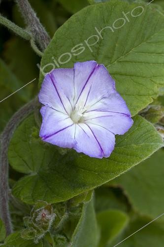 Biosphoto | 2076055 | Canary Bindweed (Convolvulus canariensis) flower | &copy; Frédéric Tournay / Biosphoto