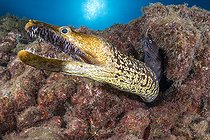 Biosphoto | 2586967 | Canary fish. BLACK MORAY (Muraena augusti) and TIGER MORAY (Enchelycore anatina). On some occasions they even share shelter. Tenerife, Canary Islands. | &copy; Sergio Hanquet / Biosphoto