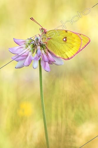 Biosphoto | 2569121 | Candide (Colias phicomone) sur une fleur, Valais, Suisse | &copy; Peter Schwarz / BIA / Biosphoto
