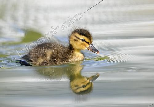 Biosphoto | 2393287 | Caneton de Canard colvert (Anas platyrhynchos) nageant | &copy; Michael Weber / imageBROKER / Biosphoto
