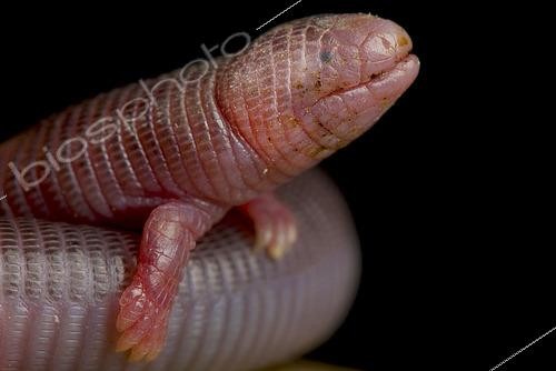 Biosphoto | 2446289 | Cannelé (Bipes canaliculatus) | &copy; Matthijs Kuijpers / Biosphoto