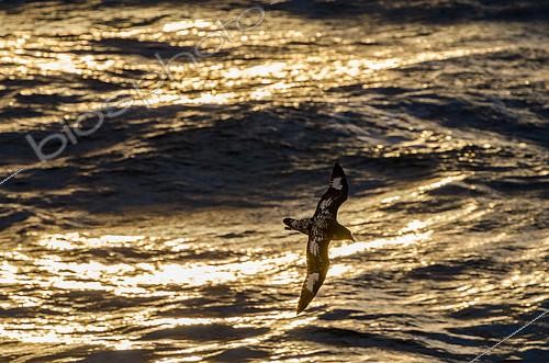 Biosphoto | 2406185 | Cape Adult Checkers (Daption capense) in flight over the sea at sunset, Antarctica | &copy; Raphaël Sané / Biosphoto