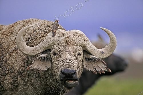 Biosphoto | 107468 | Cape Buffalo with Redbilled Oxpeckers  Lake Nakuru NP Kenya ; Ruminate | &copy; Martin Harvey / Biosphoto