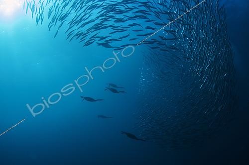 Biosphoto | 2486938 | Cape Cormorants (Phalacrocorax capensis; Endangered) swimming amongst school of Southern African Pilchards (Sardinops sagax) with sun in background, Port St. Johns, Wild Coast, Eastern Cape, Transkei, South Africa, Africa, Indian Ocean | &copy; Colin Marshall / Biosphoto