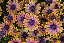 Biosphoto | 2609999 | Cape Daisy (Osteospermum sp) spring flowers, France | &copy; Yann Avril / Biosphoto